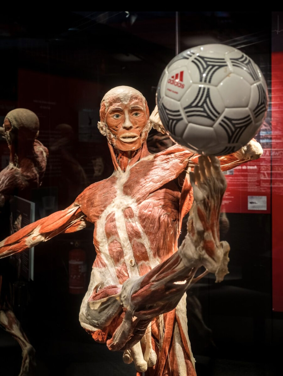 Body Worlds, a Milano torna la mostra con i corpi umani veri