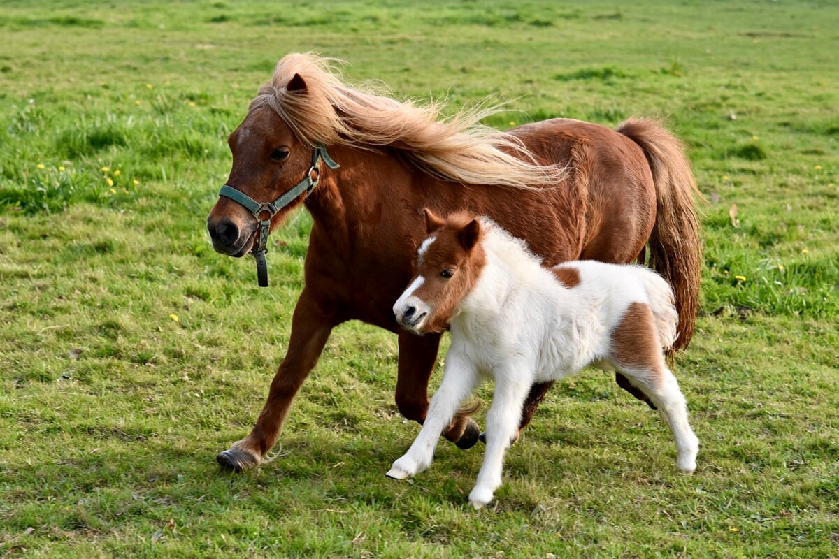 A Villa Arconati una speciale passeggiata con i pony
