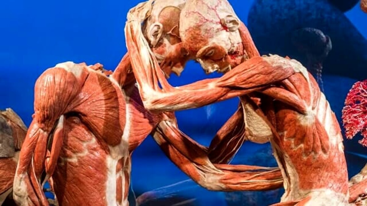 Body Worlds, a Milano la mostra dei corpi umani